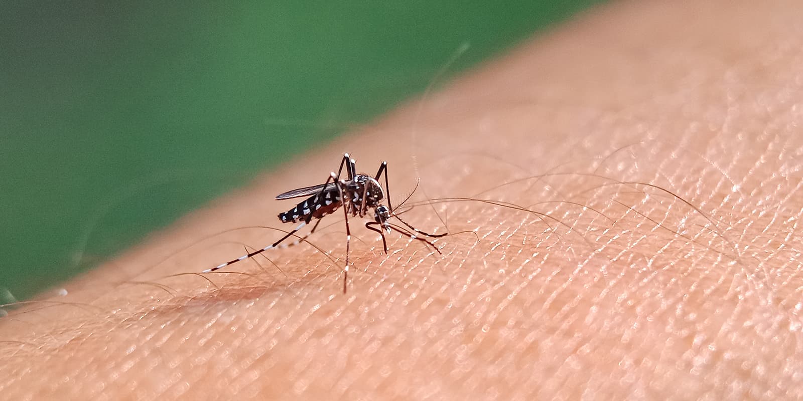 zoom in of the aedes mosquito, responsible for the spread of chikungunya, sitting on skin