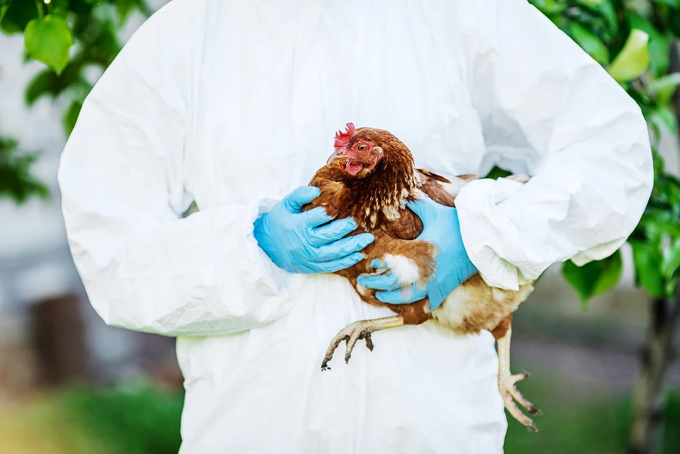 Avian Flu in the US: What to Know and How to Stay Safe Avian Flu in the US: What to Know and How to Stay Safe