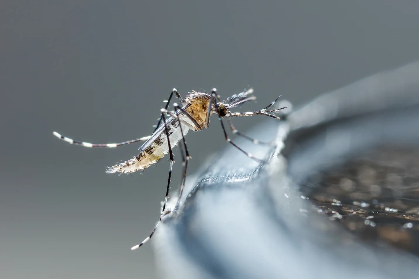 The Silent Threat: Mosquito-Borne Diseases and the Global Health Challenge The Silent Threat: Mosquito-Borne Diseases and the Global Health Challenge